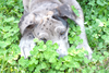 Puppy In Clover Image